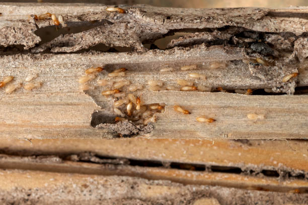 Best Insect Control  in Homewood, IL