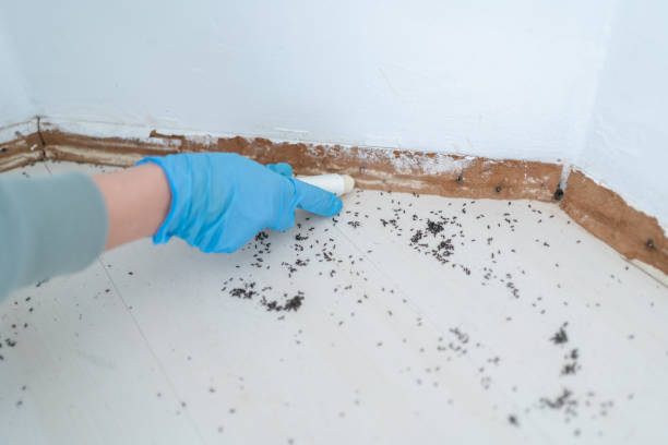 Pest Control for Restaurants in Homewood, IL